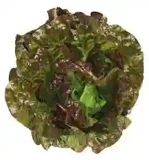 Salade Batavia Rouge - Unité